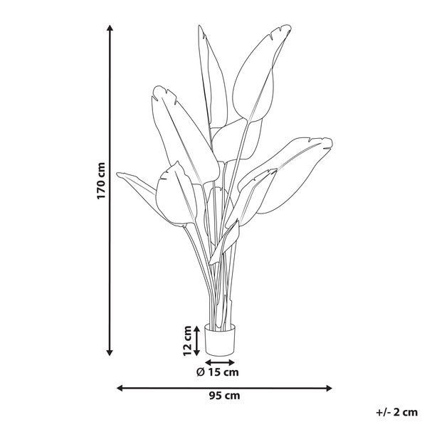 Illustration einer Strelitzie mit Abmessungen: Höhe 170 cm, Breite 95 cm, Topfhöhe 12 cm, Topfdurchmesser 15 cm