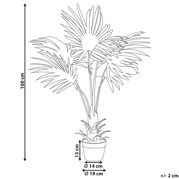 Abbildung einer Fächerpalme mit den Maßangaben 100 cm Höhe, 13 cm Topfhöhe, 14 cm Topfdurchmesser innen, 19 cm Topfdurchmesser außen.