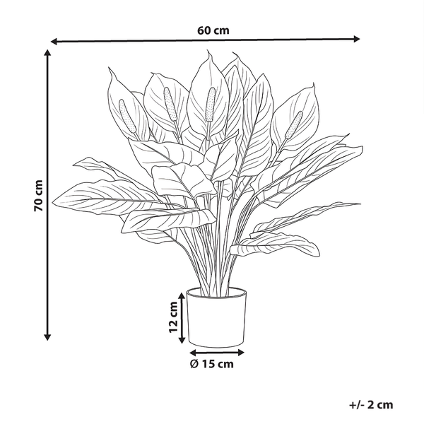 Strichzeichnung Spathiphyllum im Topf: Höhe 70 Zentimeter, Breite 60 Zentimeter, Topfdurchmesser 15 Zentimeter, Topfhöhe 12 Zentimeter.