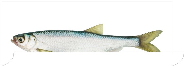 ESTAhome Wandtattoo Fisch Gelb und Blau - 97 x 48.5 cm - 159038