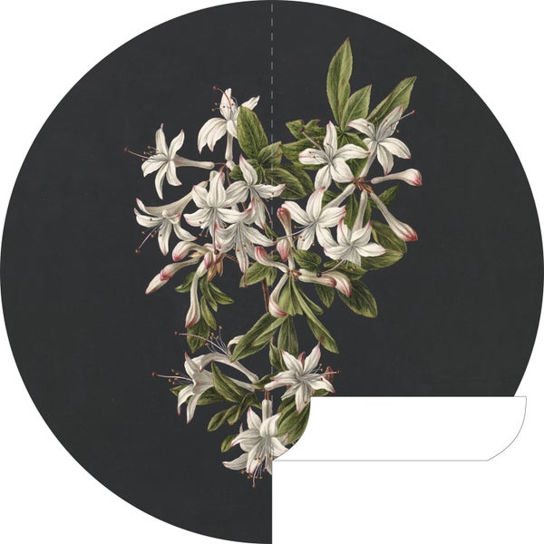 ESTAhome selbstklebende runde Tapete Blüte Hellrosa und Schwarz - Ø 140 cm - 159016