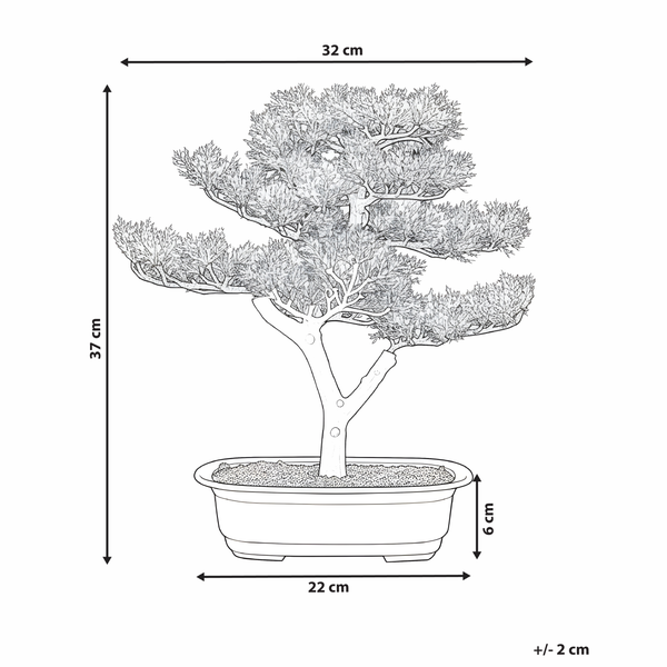Abmessungen eines Bonsai Baums in einem Pflanzgefäß