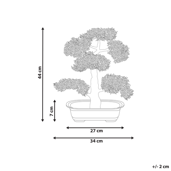 Abbildung eines Bonsai mit den Maßen 44 cm Höhe, 27 cm Topfbreite, 34 cm Gesamtbreite und 7 cm Topfhöhe.