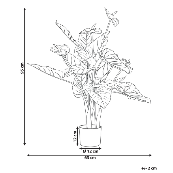 Anthurie im Topf: Höhe 95 Zentimeter, Breite 63 Zentimeter, Topfhöhe 12 Zentimeter, Durchmesser 12 Zentimeter, Abweichung plus minus 2 Zentimeter.