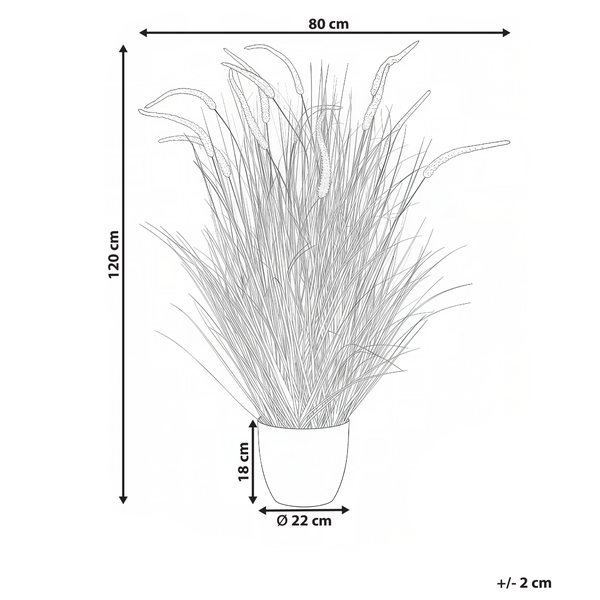 Abbildung einer Zierpflanze im Topf mit Maßangaben: Höhe 120 cm, Breite 80 cm, Topfhöhe 18 cm, Topfdurchmesser 22 cm
