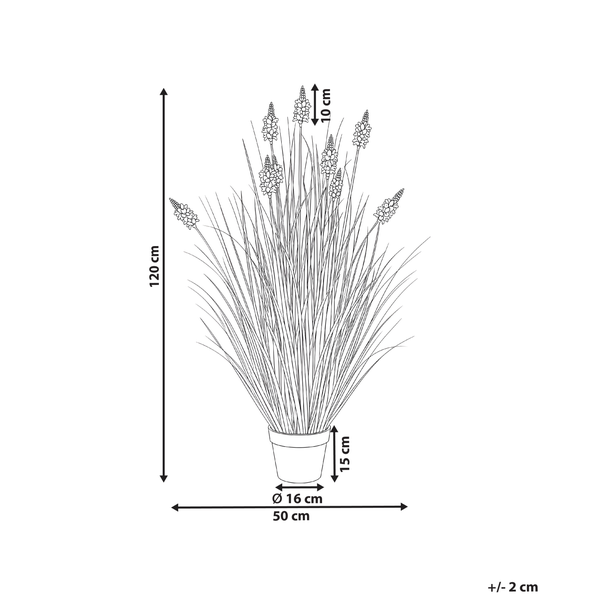 Lavendel Skizze. Höhe 120 Zentimeter, Breite 50 Zentimeter, Topf 15 mal 16 Zentimeter, Blüte 10 Zentimeter. Toleranz plus minus 2 Zentimeter.