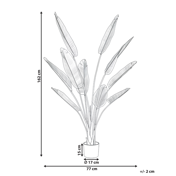 Maßzeichnung einer künstlichen Strelitzia im Topf: Höhe 162 Zentimeter, Breite 77 Zentimeter, Topfdurchmesser 17 Zentimeter.