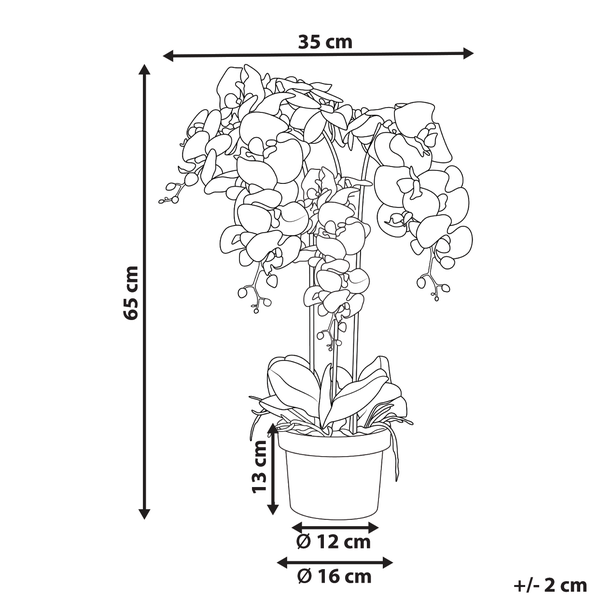 Abmessungen einer Topf-Orchidee: 65 cm hoch und 35 cm breit