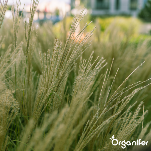 Hohes Ziergras in einem hellen Garten, Organifer Logo