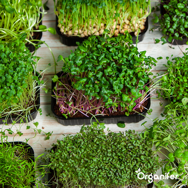 Mikrogrün (Babyleaf & Microleaf) Paket - 12 Arten - Organifer