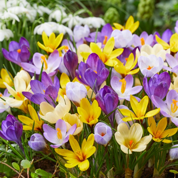 Bloomique - Mischung aus 40 - Krokusse - Krokusse - Farbmischung - Blumenzwiebeln - Frühlingsblüher - mehrjährige Pflanzen - wird bis zu 10-15 cm groß