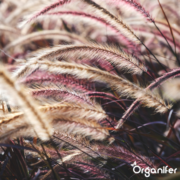 Nahaufnahme von rotem Lampenputzergras Pennisetum setaceum Rubrum mit federartigen Blütenständen und Organifer Logo.
