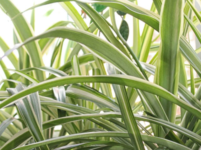 3x Chlorophytum 'Hawaiian' - Haustierfreundlich - Luftreinigend - ⌀12 - ↕25 cm