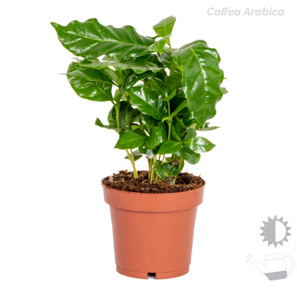 4x Tropische Zimmerpflanzenmischung – Musa-Chamaedorea-Codiaeum-Coffea – ⌀12cm-?25-40cm