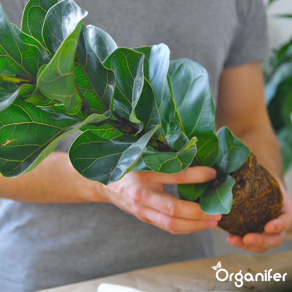 Organifer Philodendron Dünger Konzentrat, organischer Flüssigdünger, 5 Liter Set.