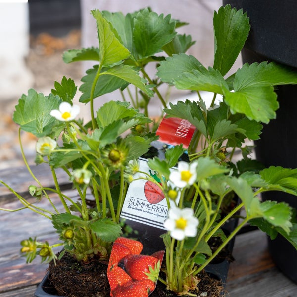 Bloomique – Erdbeerpflanzen – Set mit 6 Obstpflanzen – Pflanzen für den Außenbereich – Gartenpflanzen inklusive Anzuchttopf – 15 bis 20 cm