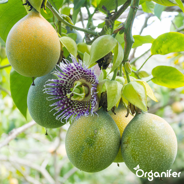 Passiflora-Pflanze mit Passionsfrüchten in verschiedenen Reifestadien und einer Passionsblume. Organifer Logo.