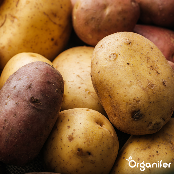Verschiedene Kartoffelsorten mit gelber und roter Schale. Organifer Logo.
