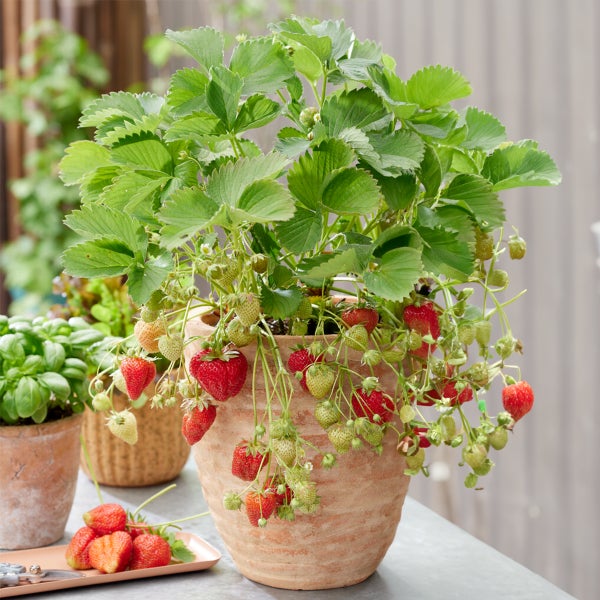 Bloomique – Erdbeerpflanzen – Set mit 6 Obstpflanzen – Pflanzen für den Außenbereich – Gartenpflanzen inklusive Anzuchttopf – 15 bis 20 cm