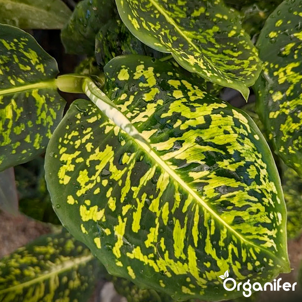 Dieffenbachia mit gemusterten Blättern und Organifer Logo.