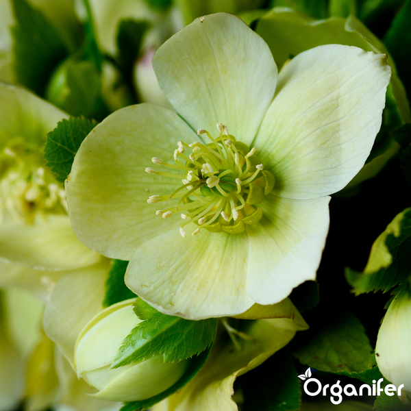 Nahaufnahme einer Helleborus-Blüte mit Organifer Logo