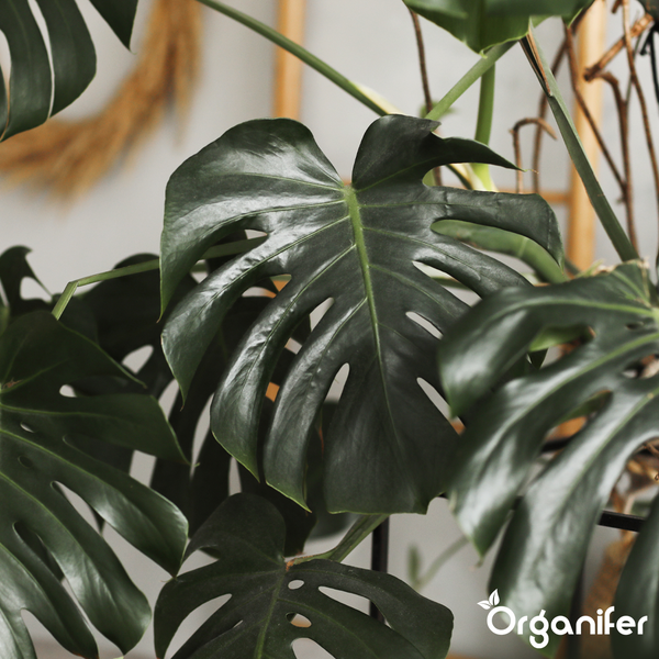 Zimmerpflanze Monstera deliciosa mit großen herzförmigen Blättern und charakteristischen Blatteinschnitten. Organifer Logo.