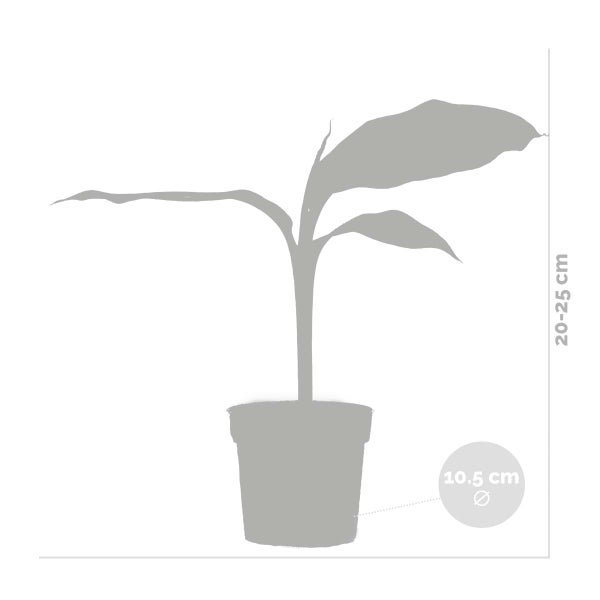 Bloomique - 3er-Set - Musa Basjoo - Bananenpflanze - Gartenbanane - Gartenpflanzen - Winterhart - 20-30 cm Hoch - Topf 10,5 cm