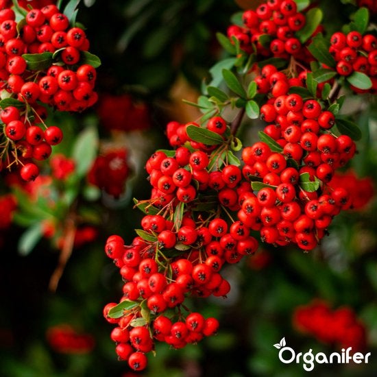 Zweig mit roten Ebereschenbeeren