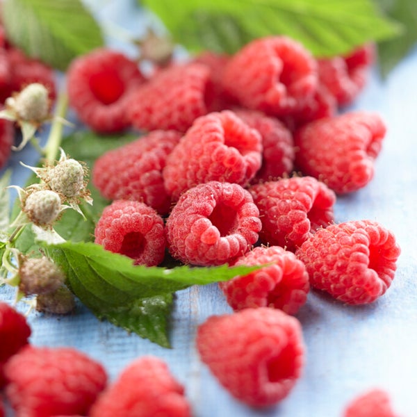 Bloomique - Rubus Idaeus 'Héritage' - Himbeerpflanze - Obstpflanzen - Gartenpflanzen - Winterhart - ⌀14 cm - Höhe 60-70 cm