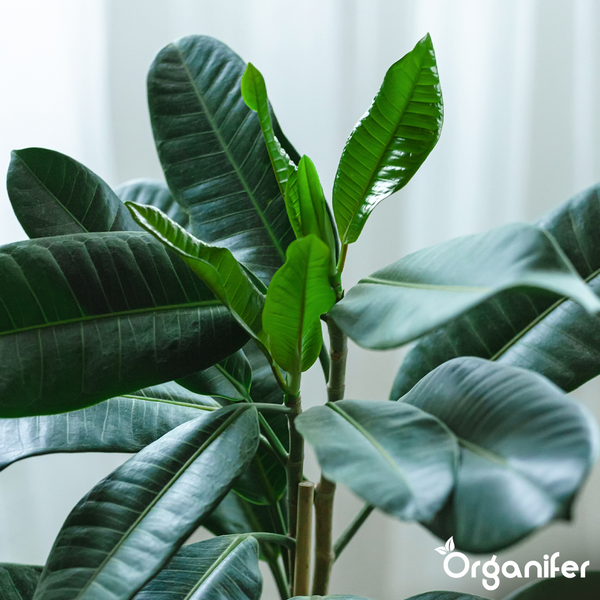 Gummibaum Ficus elastica mit großen glänzenden Blättern und Organifer Logo