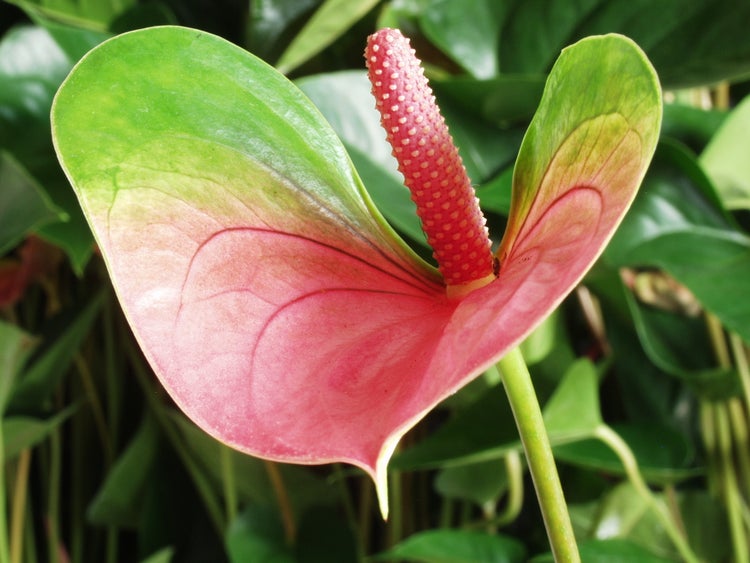Bloomique - Anthurium Andreanum - Rosa - Flamingoblume - Blühende Zimmerpflanzen - Pflegeleicht - Höhe 30-40 cm - Topf 12 cm