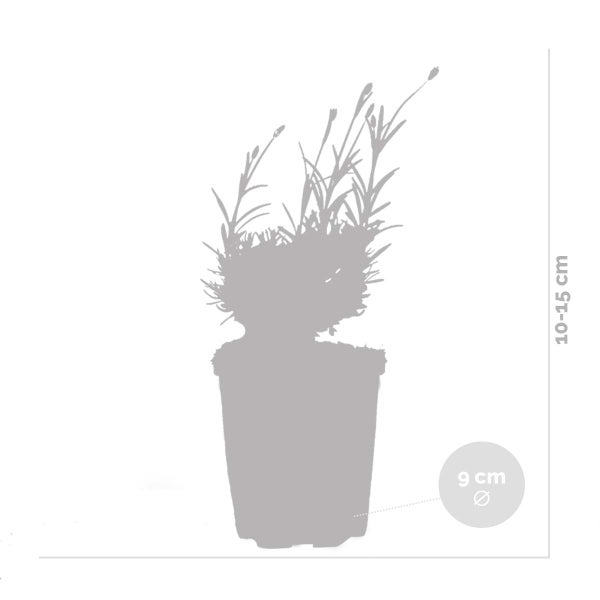 6x Lavandula angustifolia 'Hidcote' - Lavendel - Strauch - Winterherz – ⌀9 cm - ↕10-15 cm