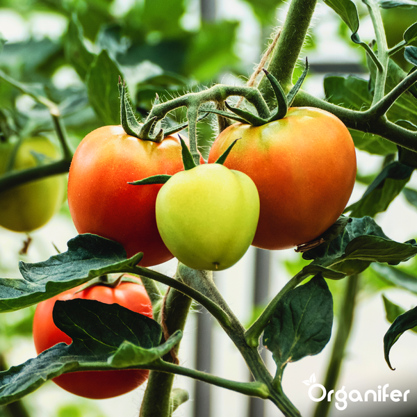 Tomatenpflanze mit Tomaten in verschiedenen Reifestadien an der Rebe und Blättern. Organifer Logo.