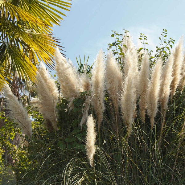 4x Cortaderia Pumila - Pampasgras - Ziergräser - Winterhart - ⌀13 cm - 20-30 cm