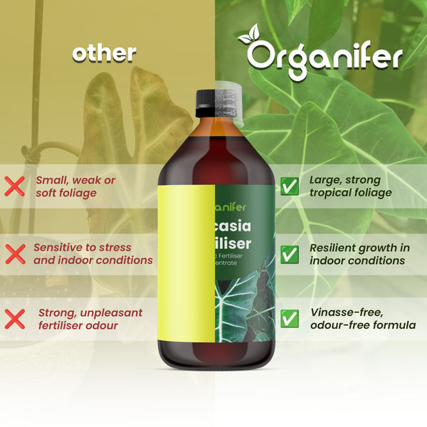 Vergleich von Organifer Alocasia-Dünger mit anderen Produkten. Vorteile: kräftiges Blattwerk, widerstandsfähiges Wachstum und geruchsfreie Formel.