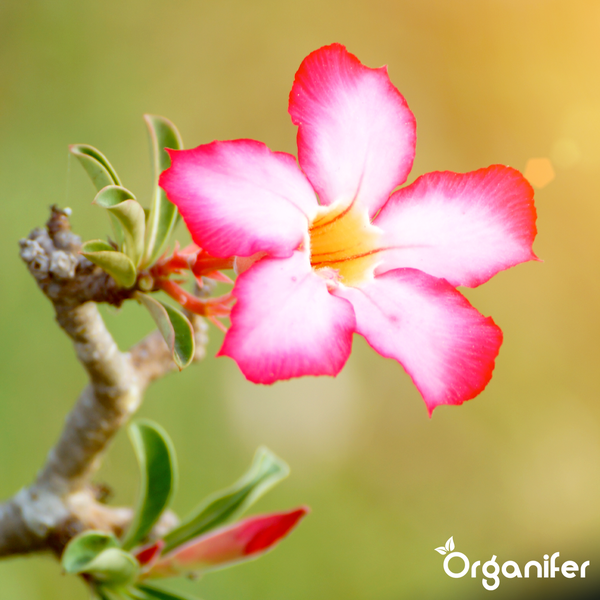 Adenium Obesum Wüstenrose mit rosa und weißen Blüten, grünen Blättern und Organifer Logo.