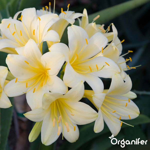 Hellgelbe Clivia-Blüten mit sichtbaren Staubgefäßen. Organifer Logo.