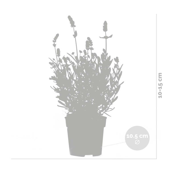 Bloomique - 6er-Set - Lavandula Angustifolia - Lavendelpflanze - Gartenpflanzen - Winterhart - 15-20 cm Hoch - Topf 10,5 cm
