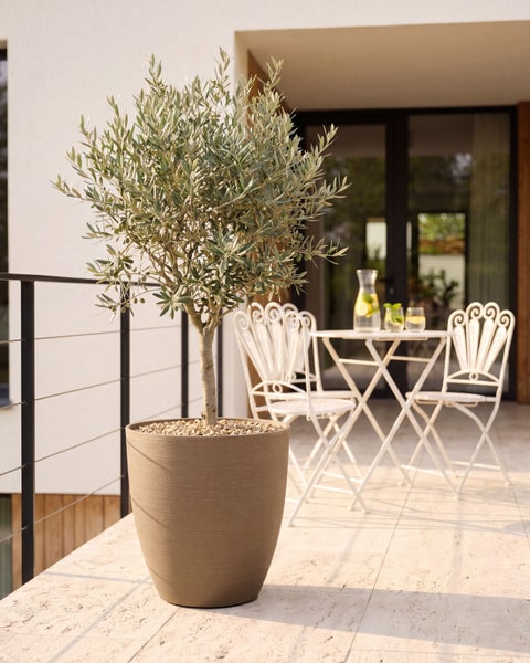 Olivenbaum in einem großen, runden Pflanzkübel auf einem hellen Balkon mit Bistromöbeln im Hintergrund.