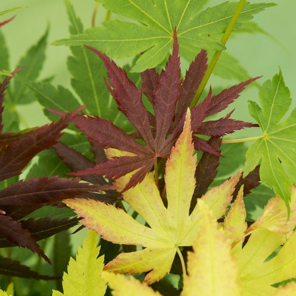 Bloomique - 2er-Set - Acer Palmatum 'Festival' - Japanischer Ahorn - 3 farbige Blätter in 1 Pflanze - Gartenpflanzen - Winterhart - ⌀19 cm - 60-70 cm
