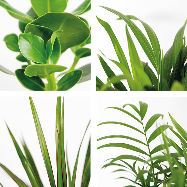 5x Pflegefreundliche Mischung – Chamaedorea-Sansevieria-Clusia-Dypsis-Dracaena – ⌀12 cm - ↕20-45 cm
