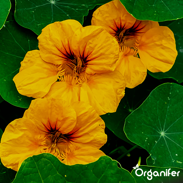 Kapuzinerkresse mit Blüten und runden Blättern. Organifer Logo.