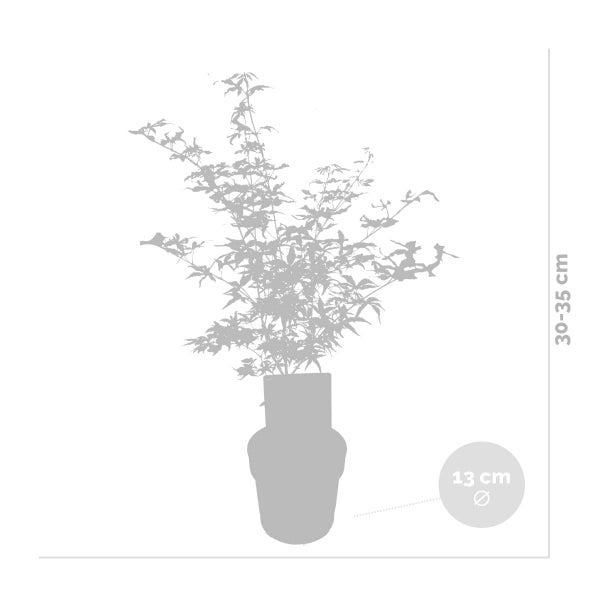 3x Acer 'Ukigumo' – Japanischer Ahorn – Strauch – Pflegeleicht – ⌀13cm - ↕30-35cm