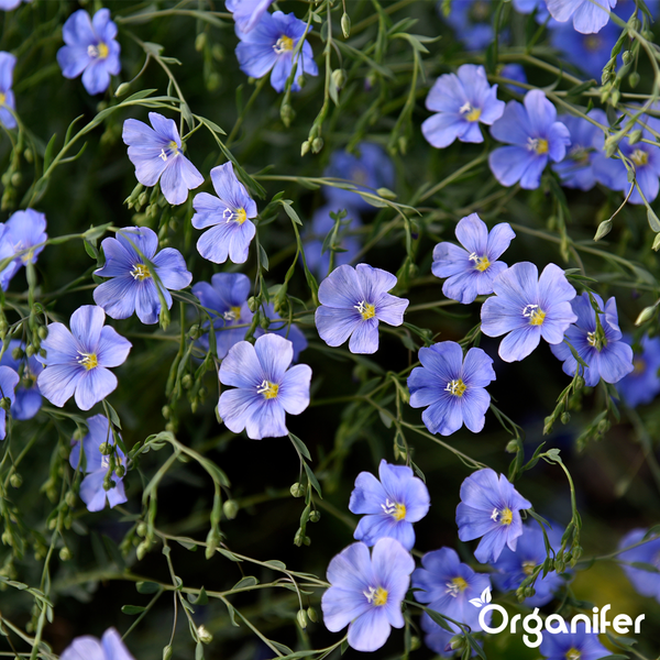 Wildblumenmischung - Biodiversität - 62 Arten (1 kg für 500 m2) - Organifer