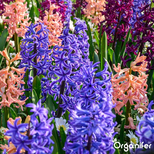 Blühende Hyazinthen im Gartenbeet