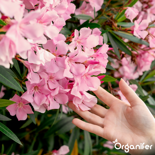 Hand berührt Oleanderblüten an einem Busch. Organifer Logo.