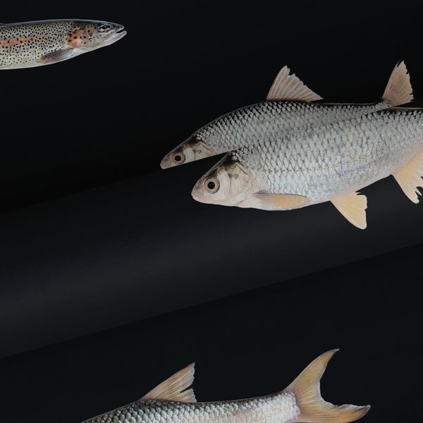 ESTAhome Tapete Fische Schwarz und Grau - 50 x 900 cm - 139363