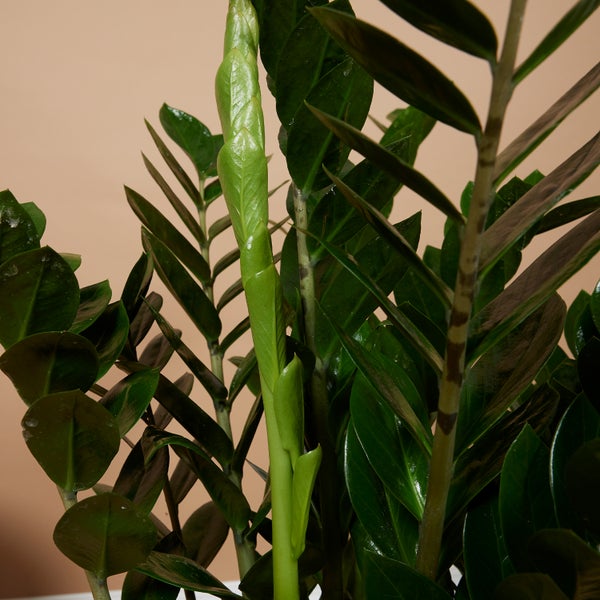 Bloomique - Zamioculcas Zamiifolia - Glücksfeder - Zimmerpflanzen Groß - Sehr Pflegeleicht - Luftreinigend - Höhe 80-90 cm - Topf 21 cm