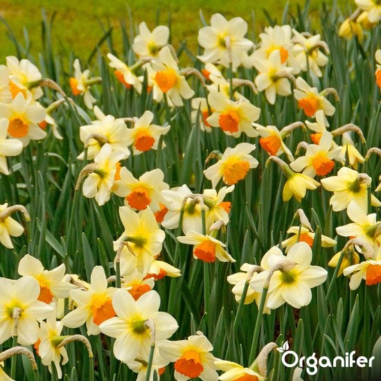 Feld von Osterglocken im Garten.