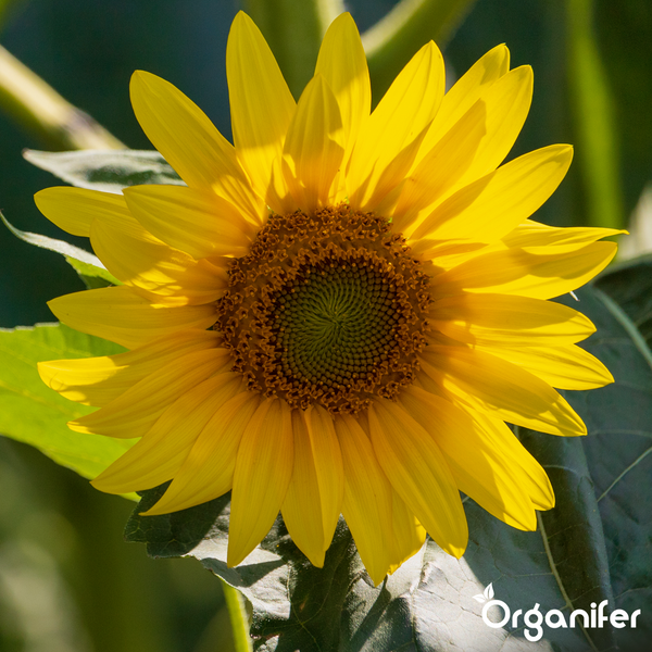 Nahaufnahme einer Sonnenblume mit gelben Blütenblättern und braunem Zentrum. Organifer Logo.